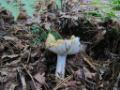 Paddenstoelen Herbertusbos